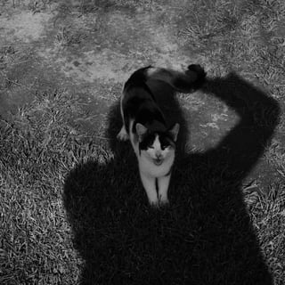 Nikita Godunov’s shadow with a cat standing in it